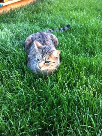 TITI se rafraichit sur la pelouse de son jardin