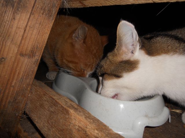 Rouky et Minou, chats de ferme en charge de AAA