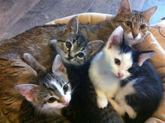 NOUNOURS avec ses 4 petits trouvés orphelins qu'elle a adoptés suite à la disparition de ses propres chatons.