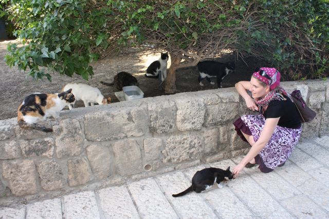Yona et  des chats errants en Israel