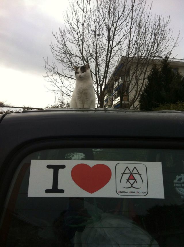 Mimi chat haret, petit protégé de AAA, est en accord avec notre Logo.
