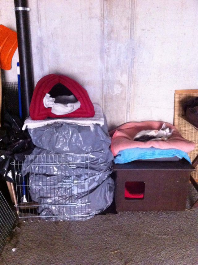 Niches et igloo installés pour chats harets dans un garage