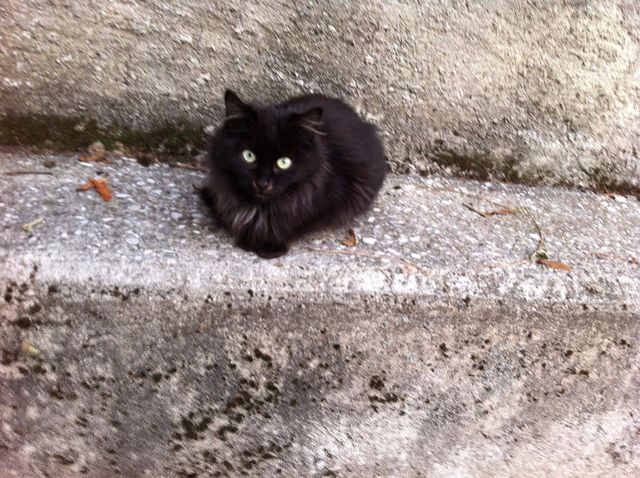 01/12/2016  Petit poilu chaton de Bursinel mortellement touché par une voiture, pas eu le temps de connaitre l'amour d'une famille