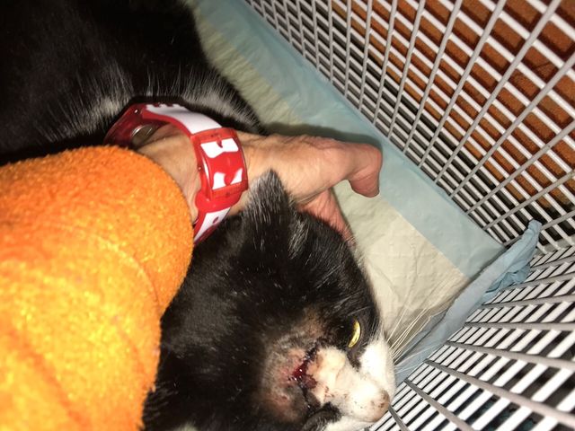 24/01/2018
Choupet chat errant des rues capturé pour une intervention chirurgicale , énorme abcès ....il a été relâché dans son environnement heureux de le retrouver 